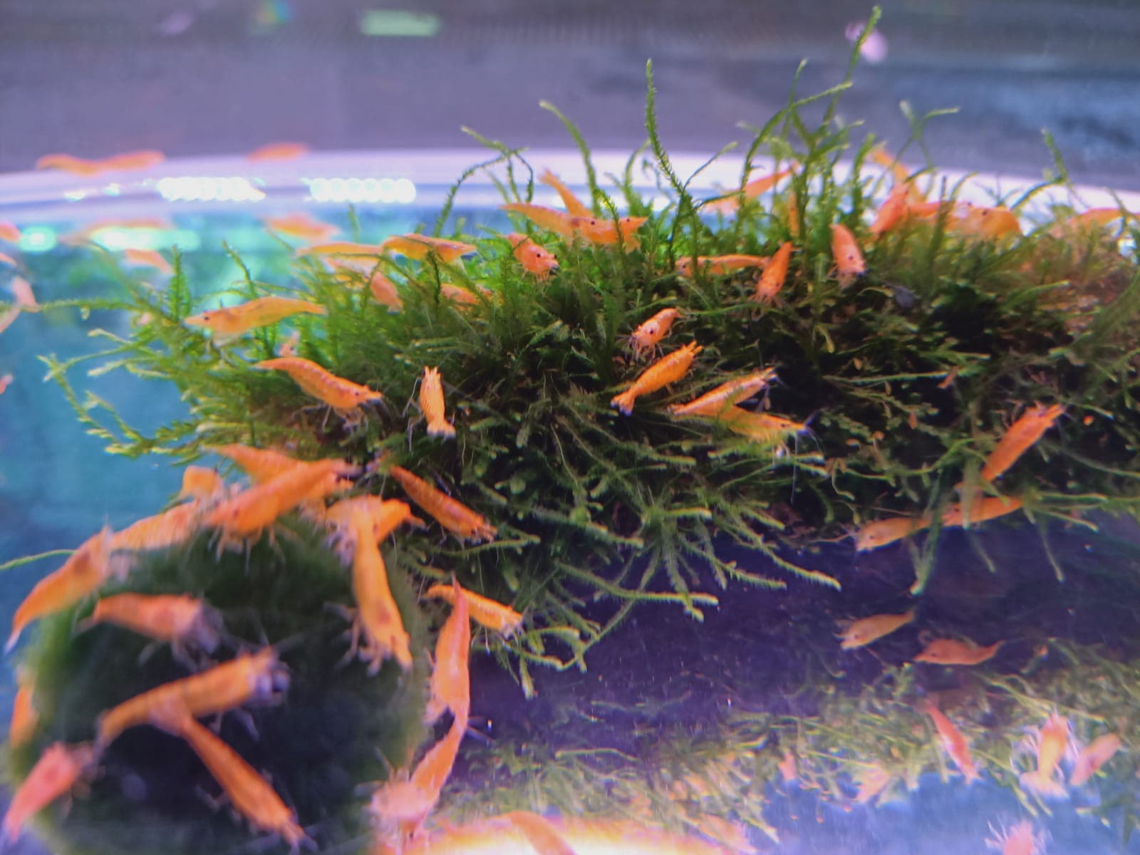Orange Cherry Shrimp ( OO-5270 )