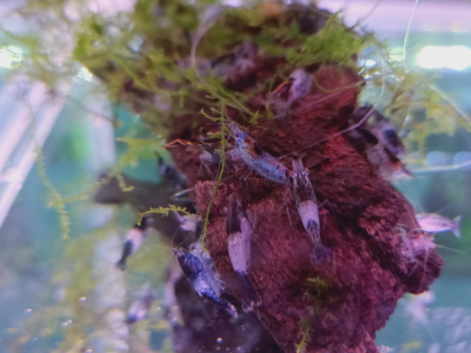 Blue Rili Shrimp ( OO-4970 )