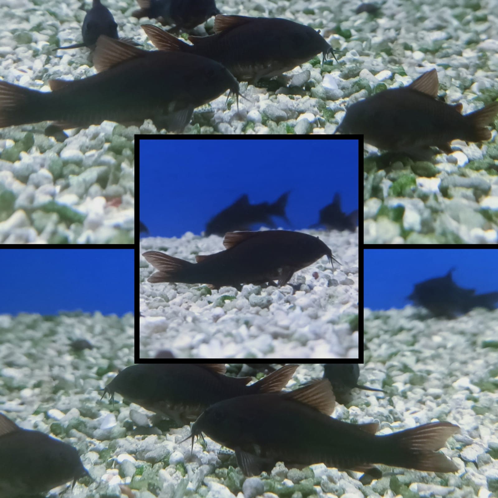 Corydoras SP Black Venezuela ( SF-6660 )