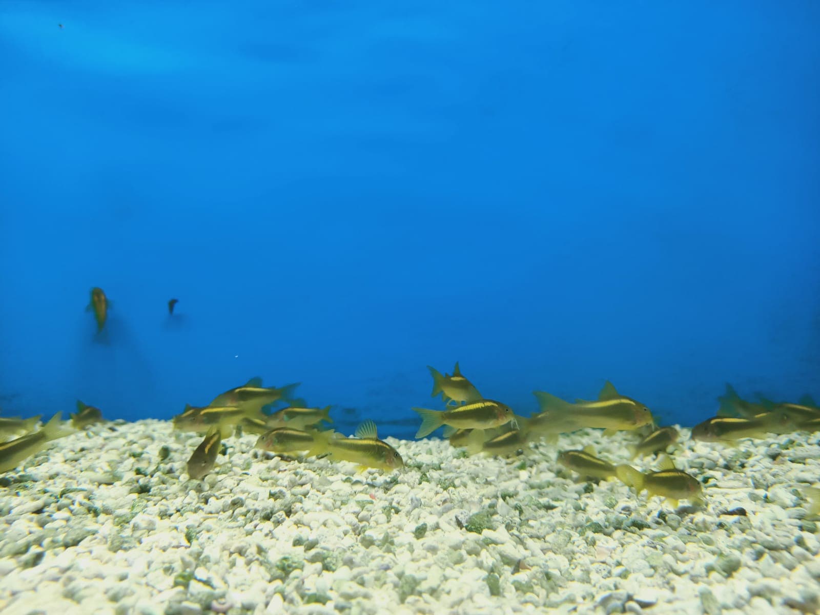 Corydoras Aeneus Peru Gold Stripe ( SF-0981 )