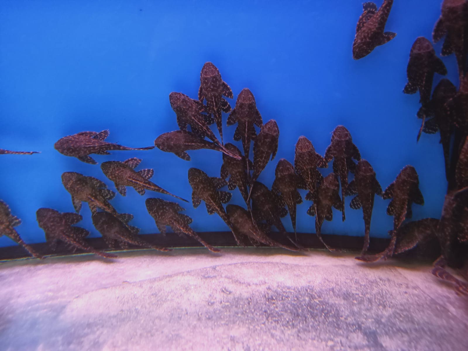 Golden Stripe Sucker ( CB-3093 )