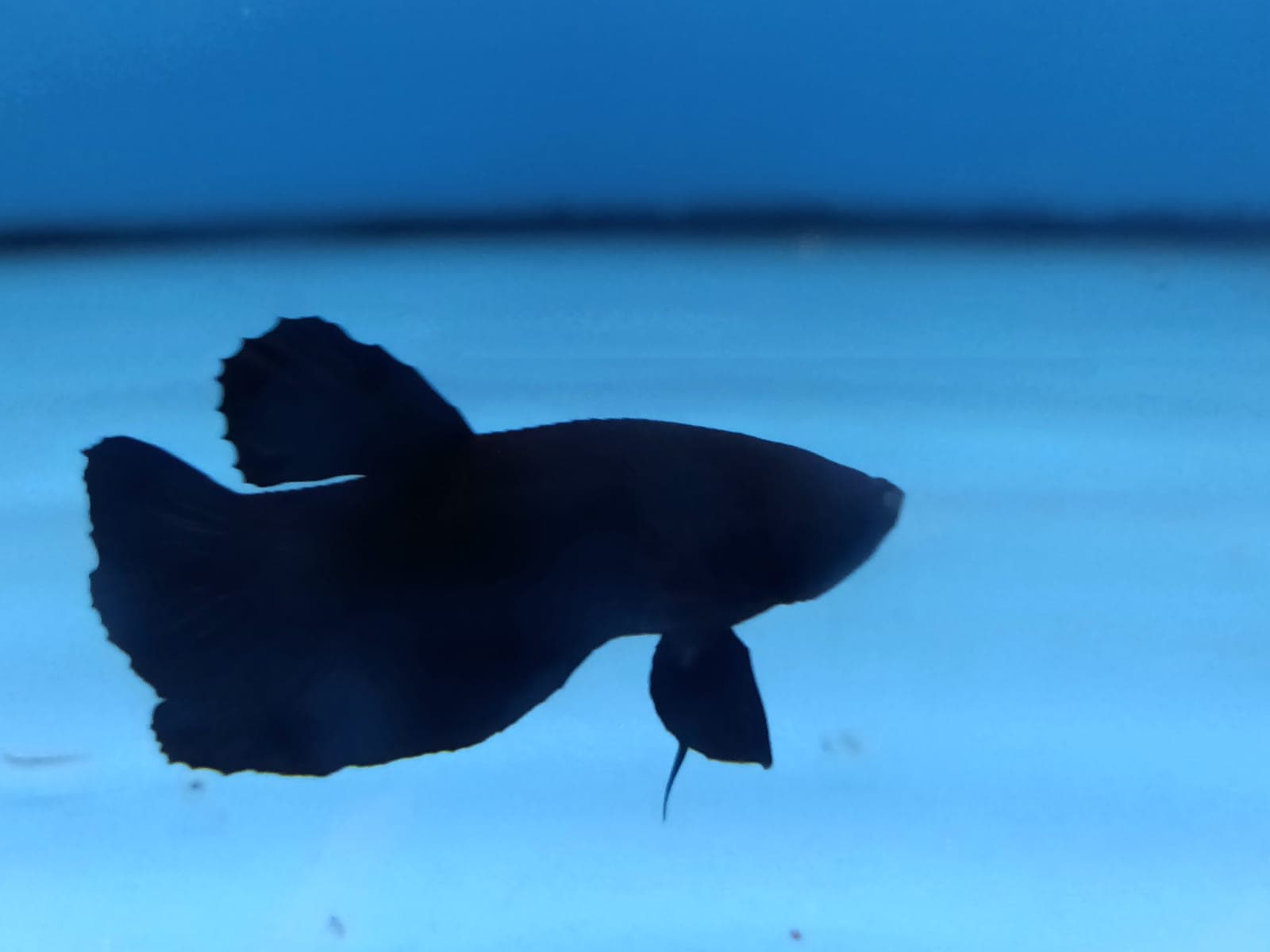 Black Plakat Betta ( BT-2920 )