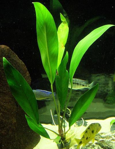 Anubias lanceolata