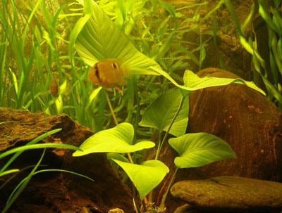 Anubias hastifolia
