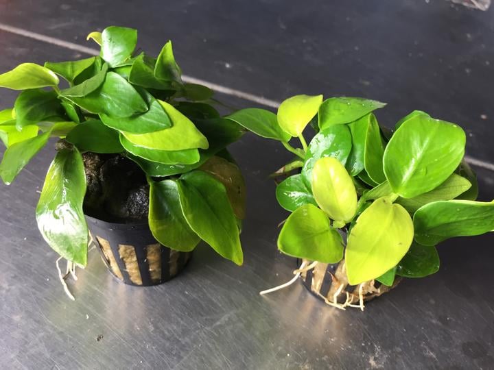 Anubias Golden Nana