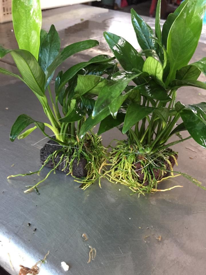 Anubias Barteri Angustifolia
