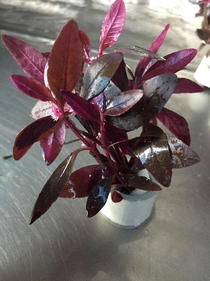 Alternanthera Sessilis