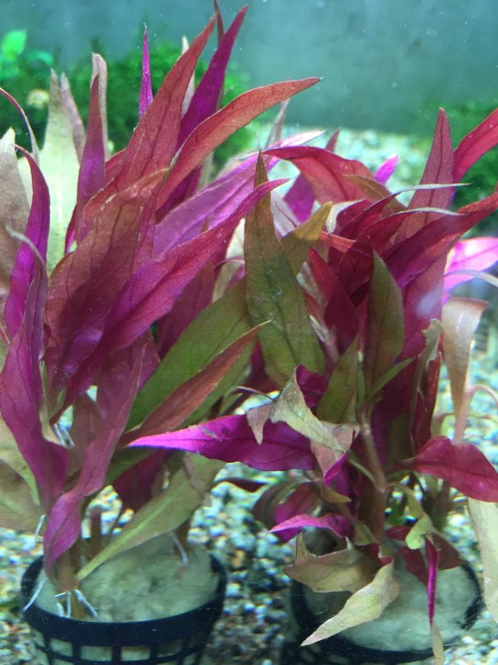 Alternanthera Rosaefolia