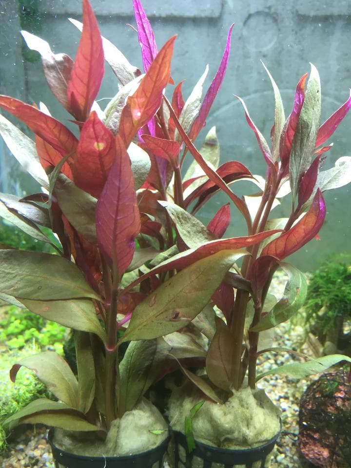 Alternanthera Lilacina