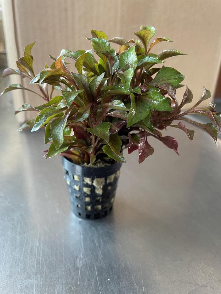 Alternanthera Bettzickiana Red