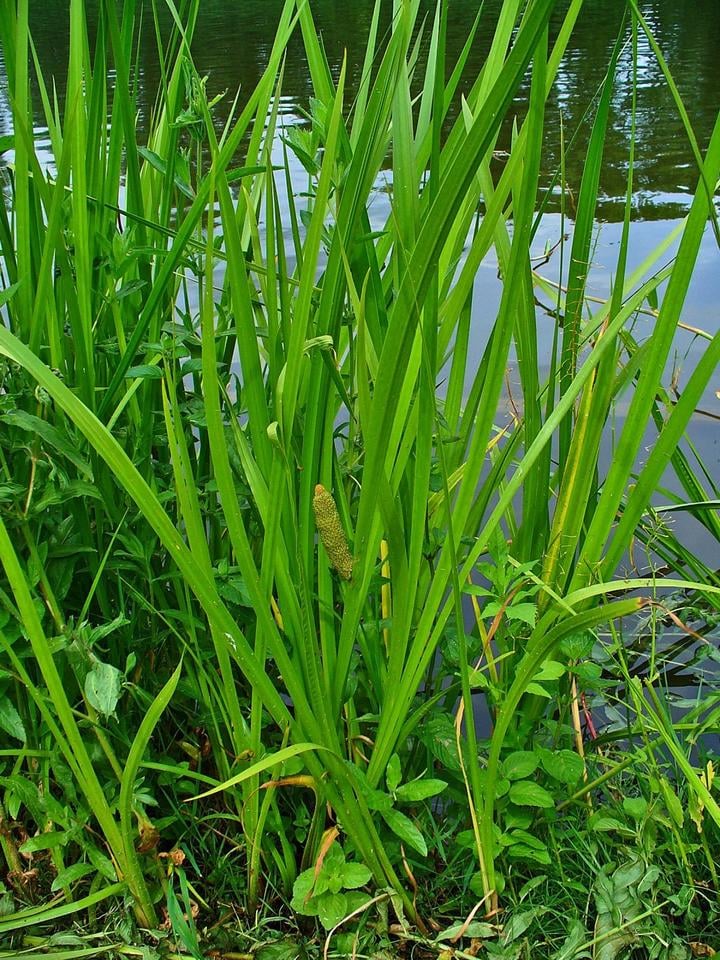 Acorus Calamus