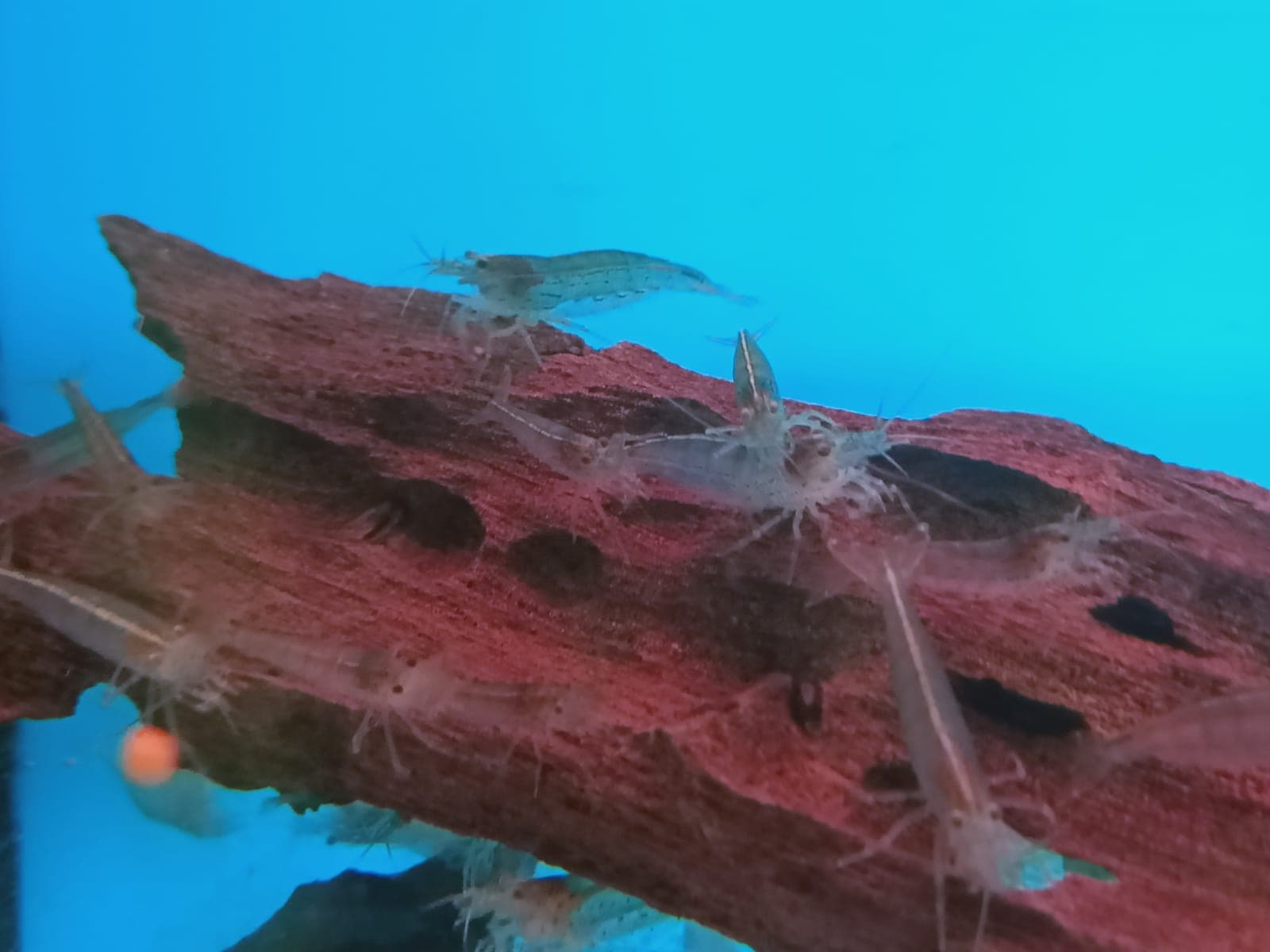 Yamato Shrimp ( OO-2301 )