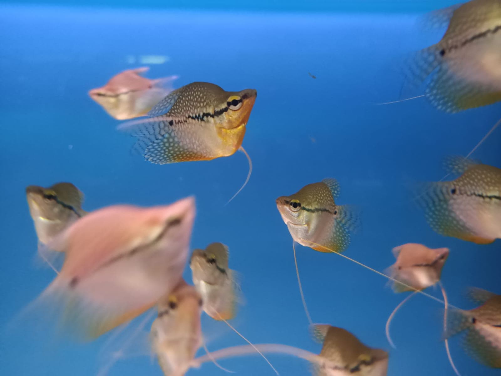 Balloon Pearl Gourami ( GR-0130 )