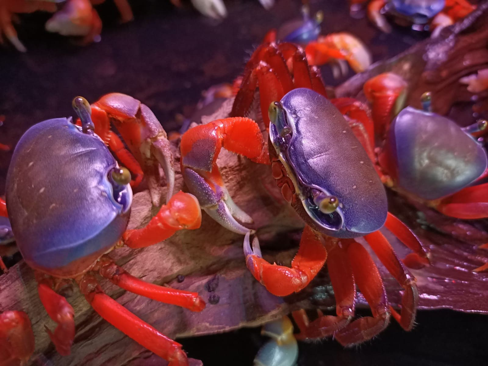 Rainbow Crab ( SF-3403 )