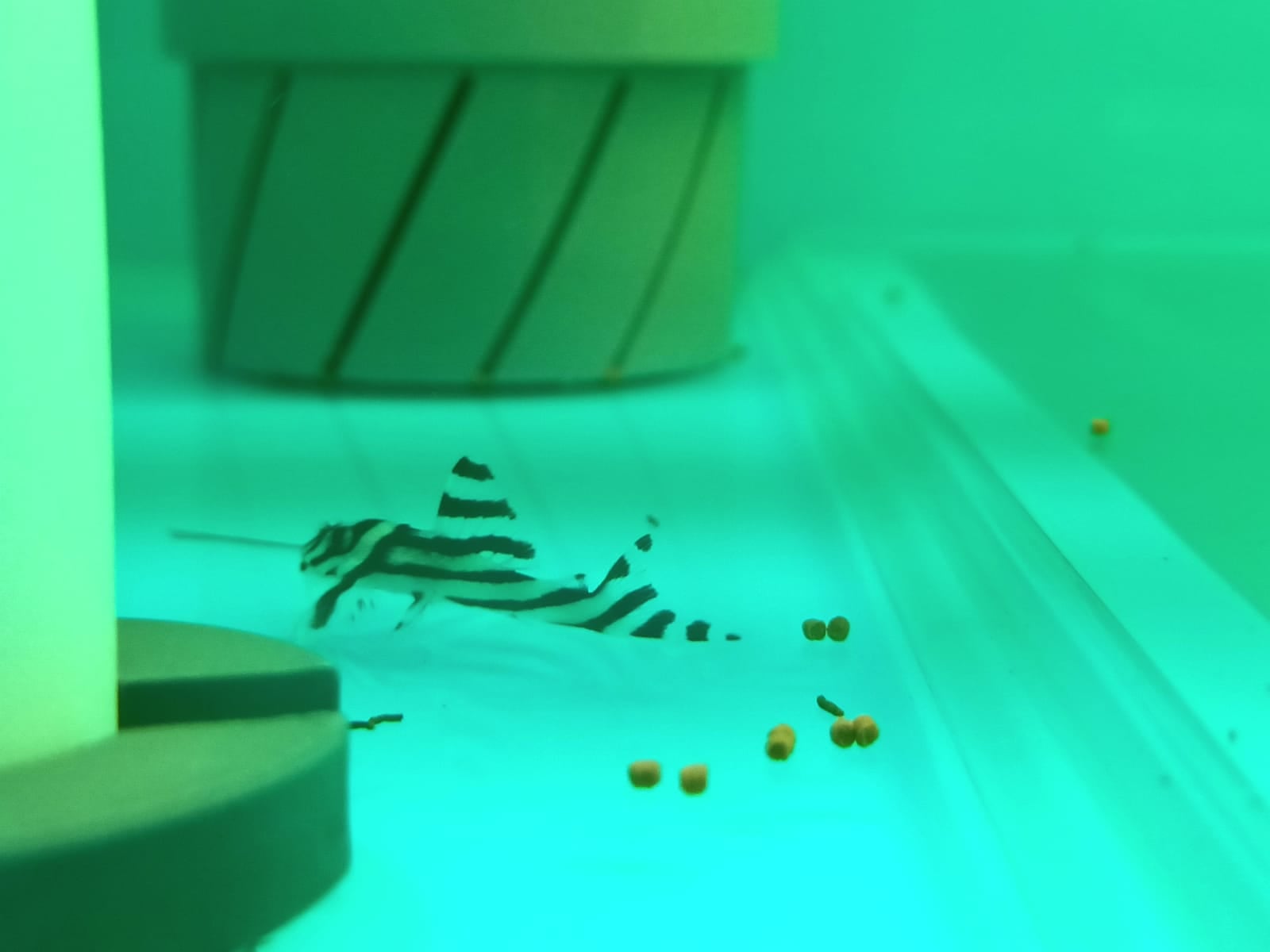 L46 Zebra Pleco ( SF-3501 )