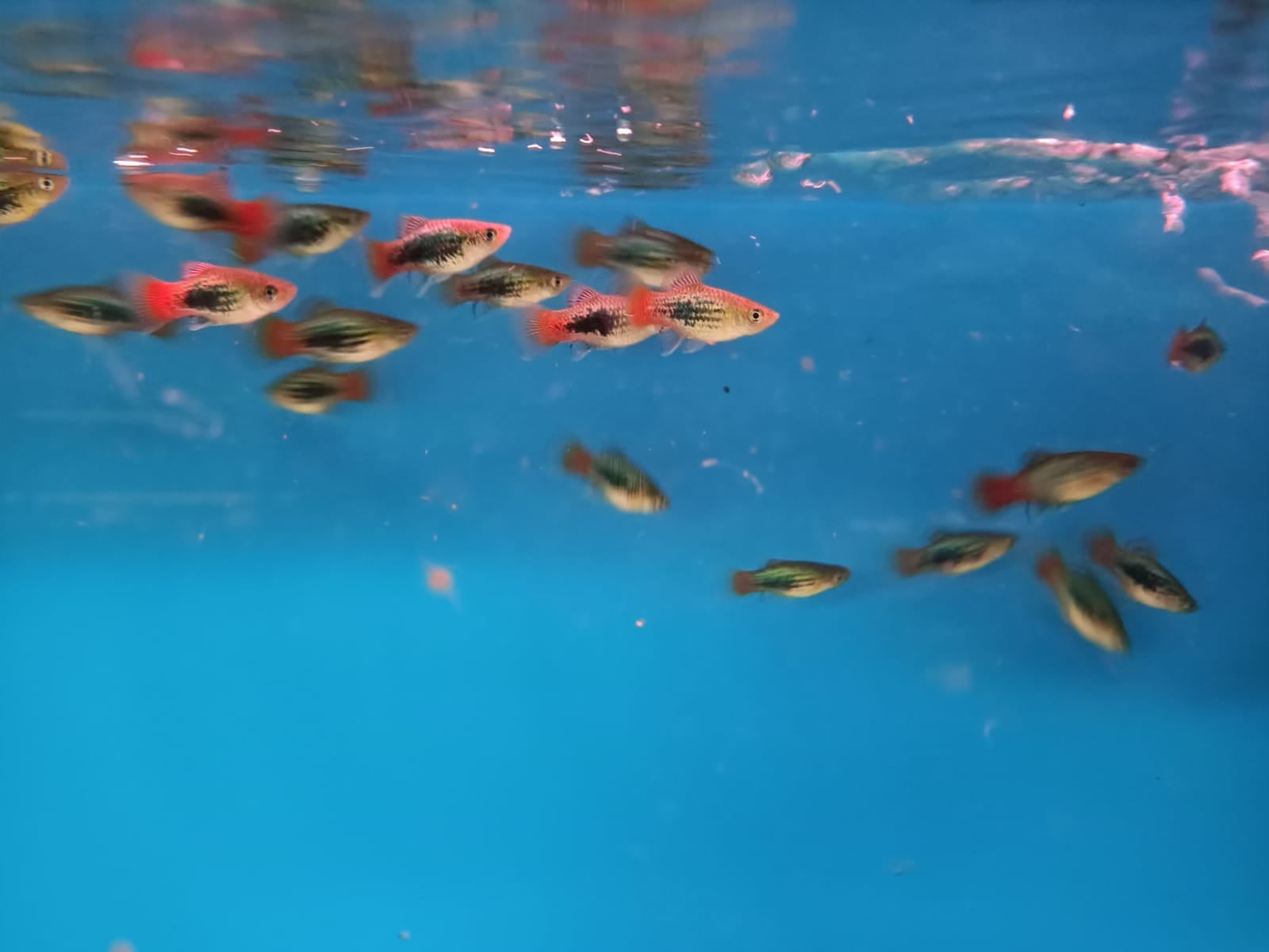 Black Snow Coral Platy ( PP-2162 )