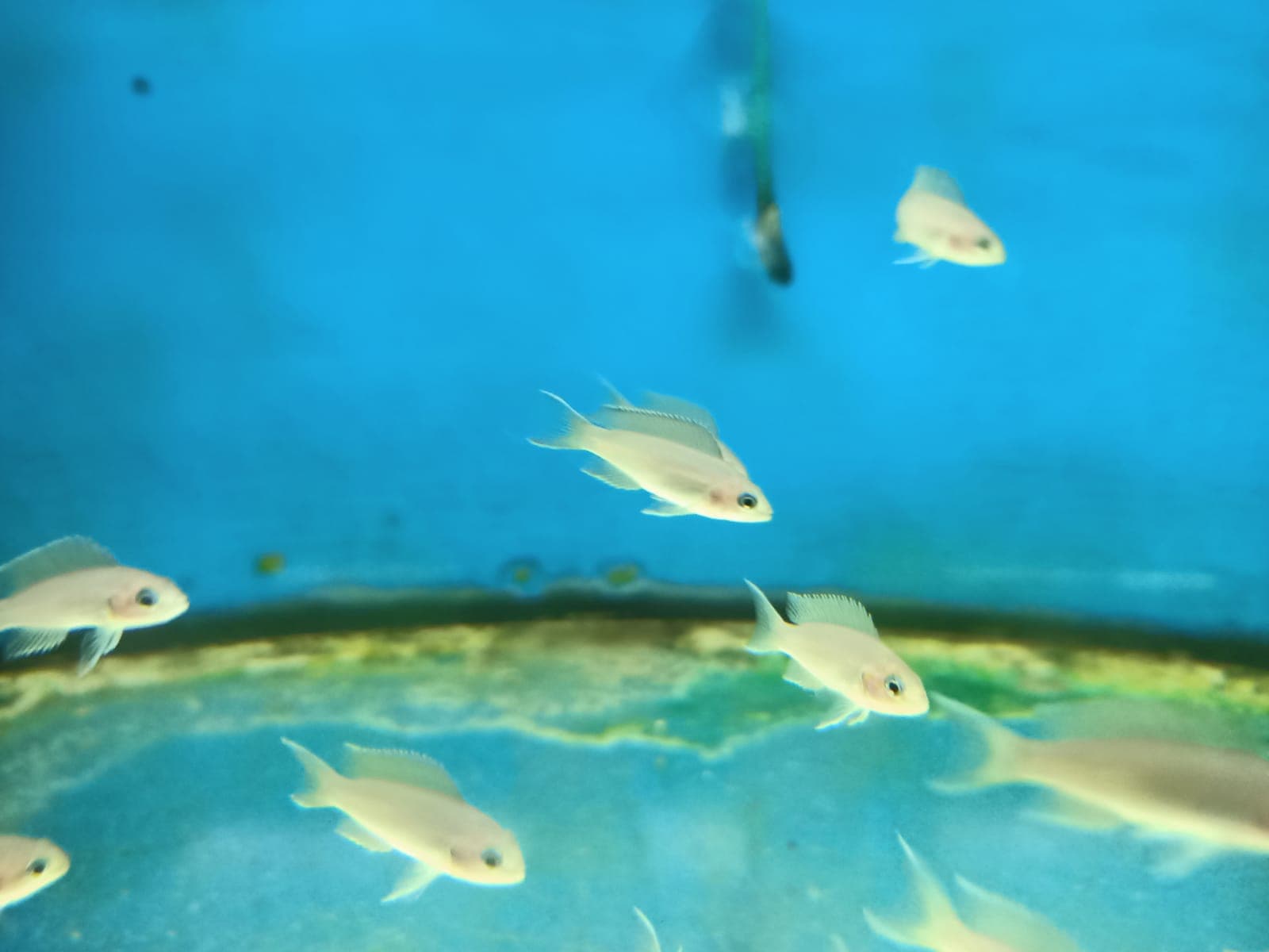 Lamplorogus Brichardi ( CC-3300 )