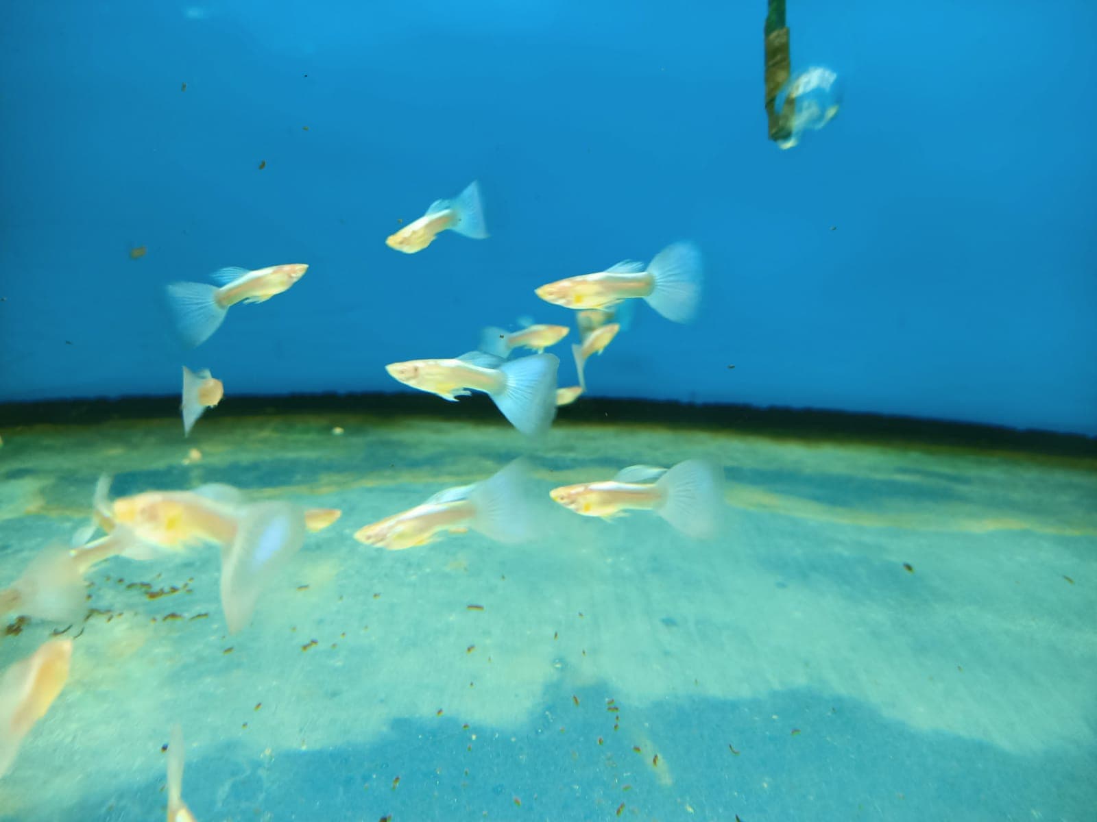 Sky Blue Guppy ( Male ) ( GP-5103 )