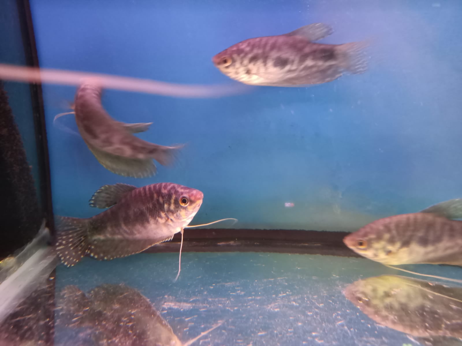Marble Gourami ( GR-0015 )