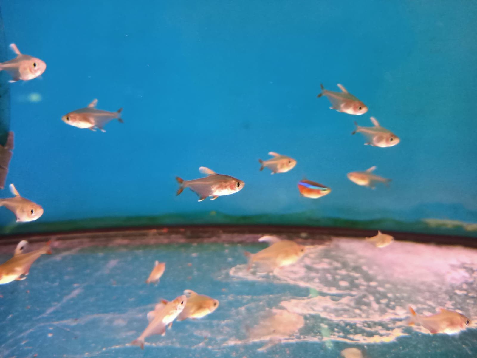 White Rosy Tetra ( TT-1272 )