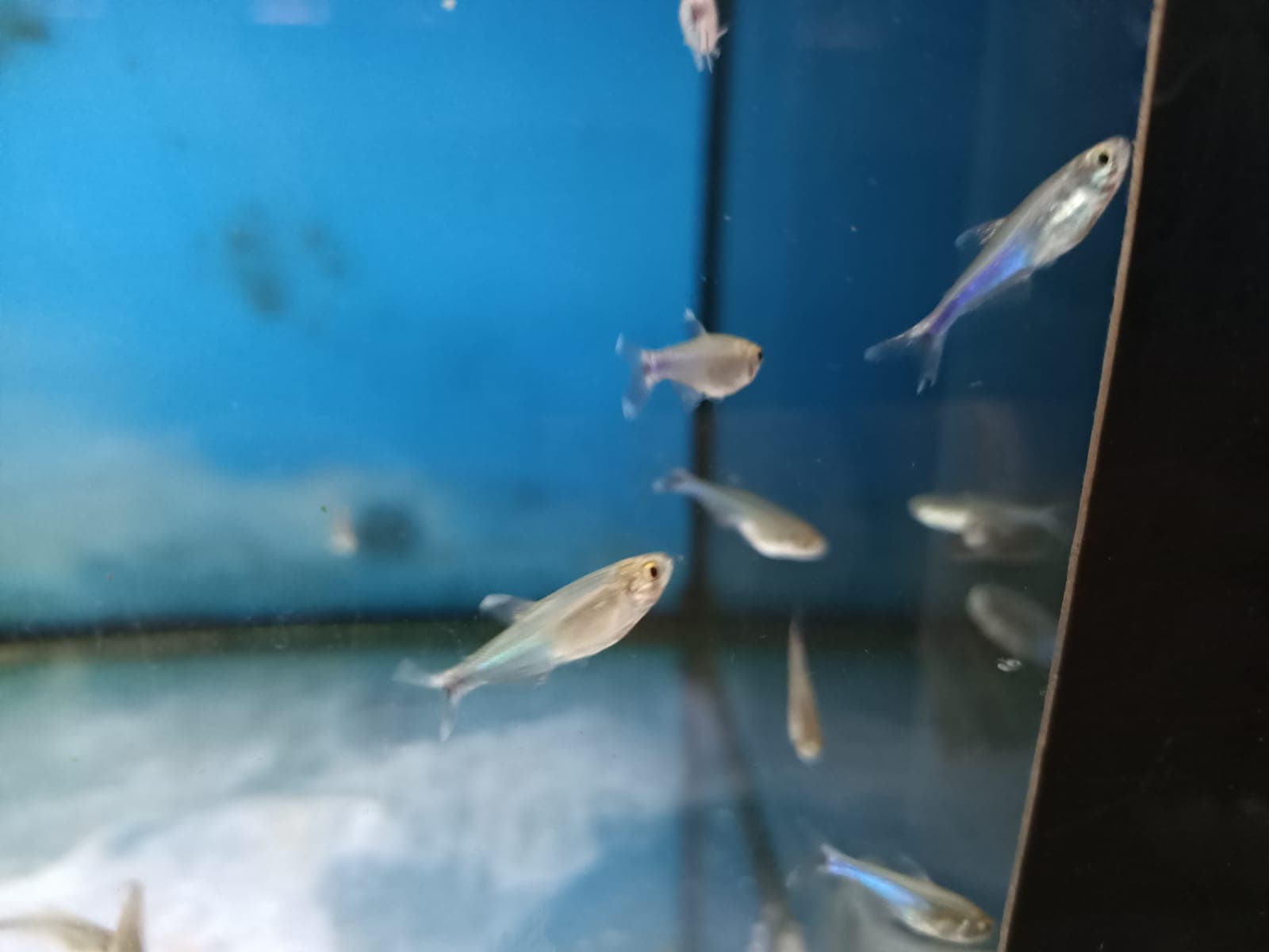 Blue Neon Tetra ( TT-0845 )