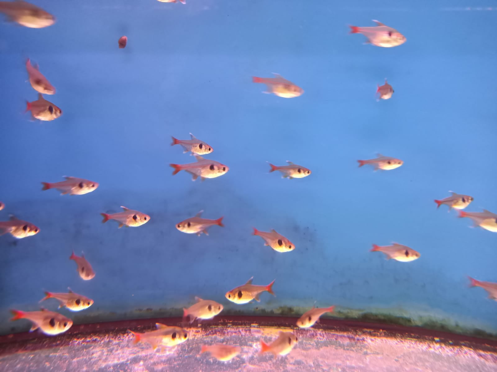 Yellow Phantom ( TT-0732 )