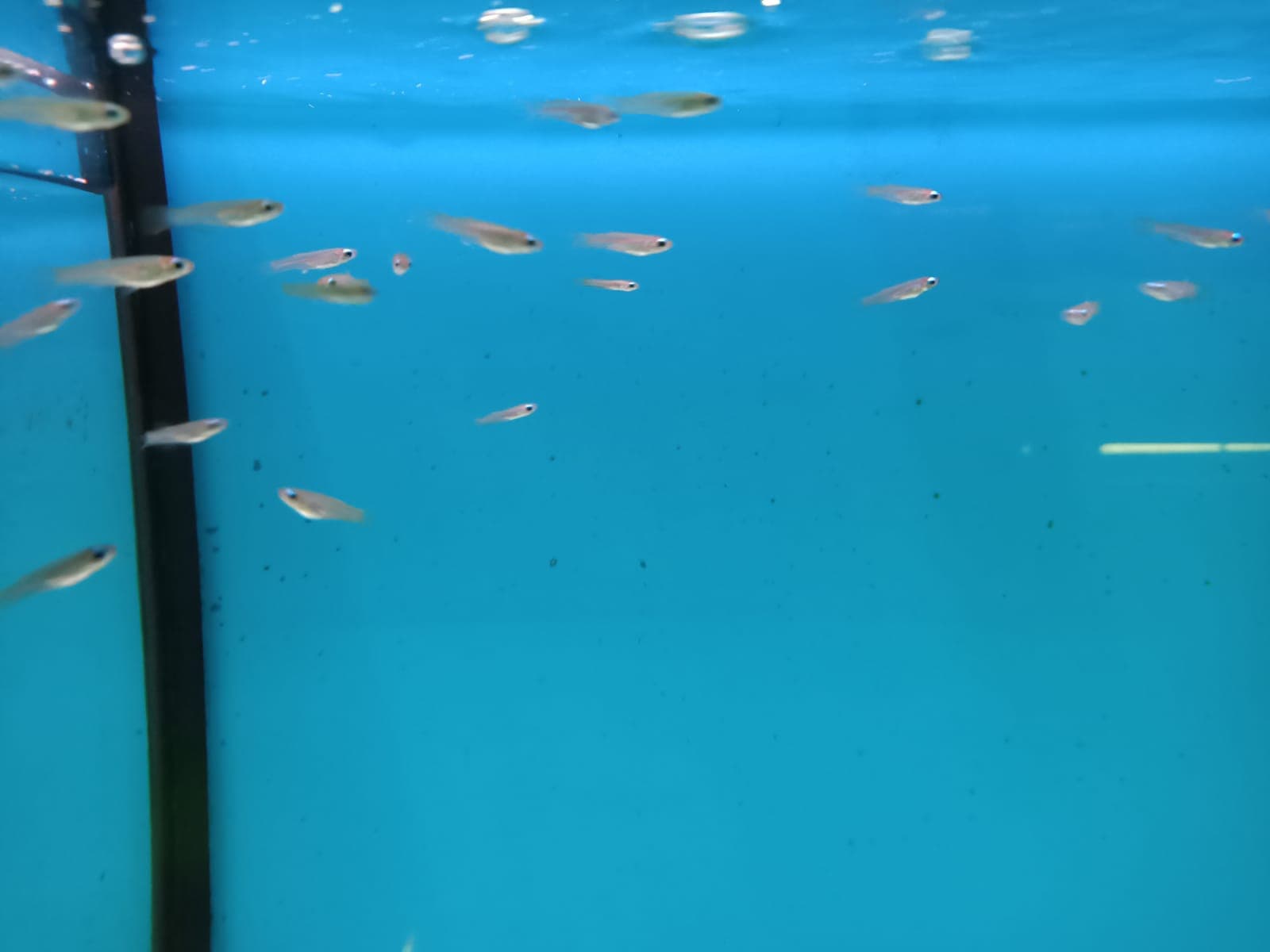 Lamp Eye Tetra ( TT-1010 )