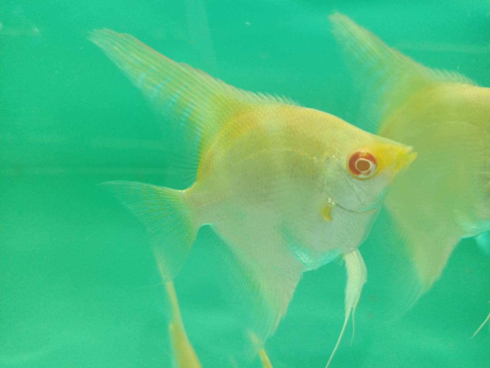 Albino Manacapuru Angel ( AA-1247 )