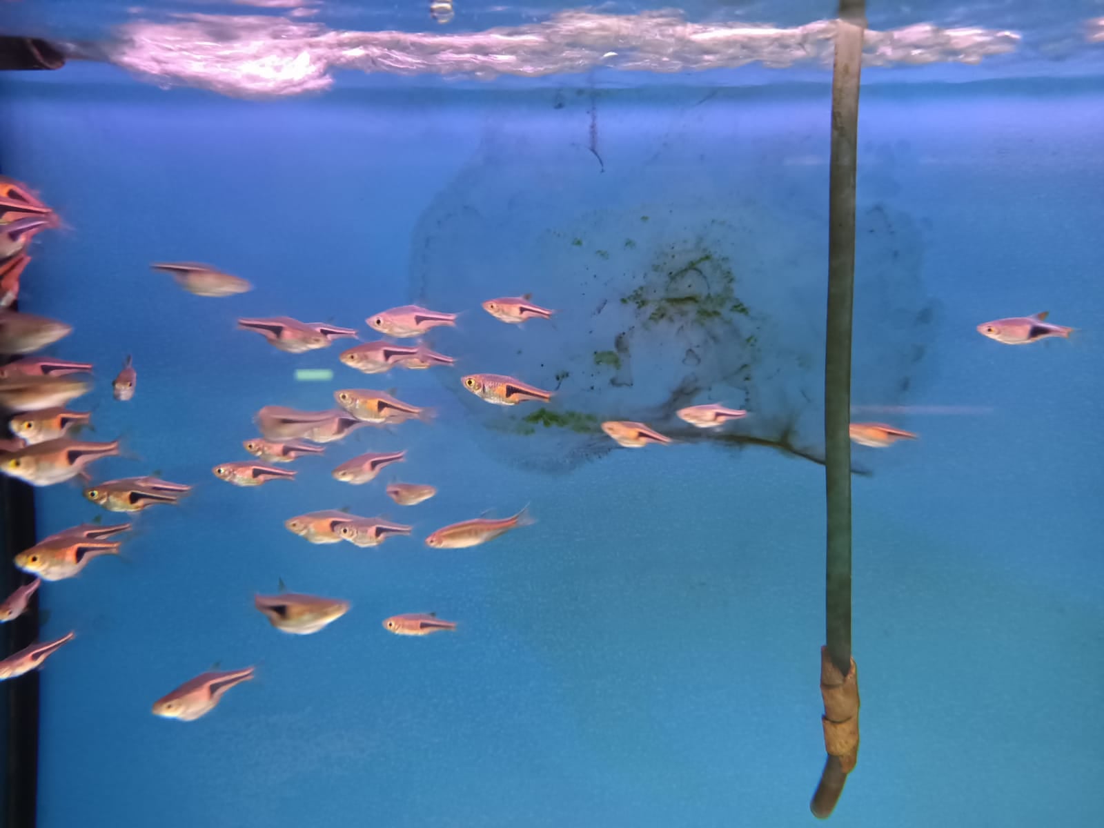 Rasbora Espei ( RA-0390 )