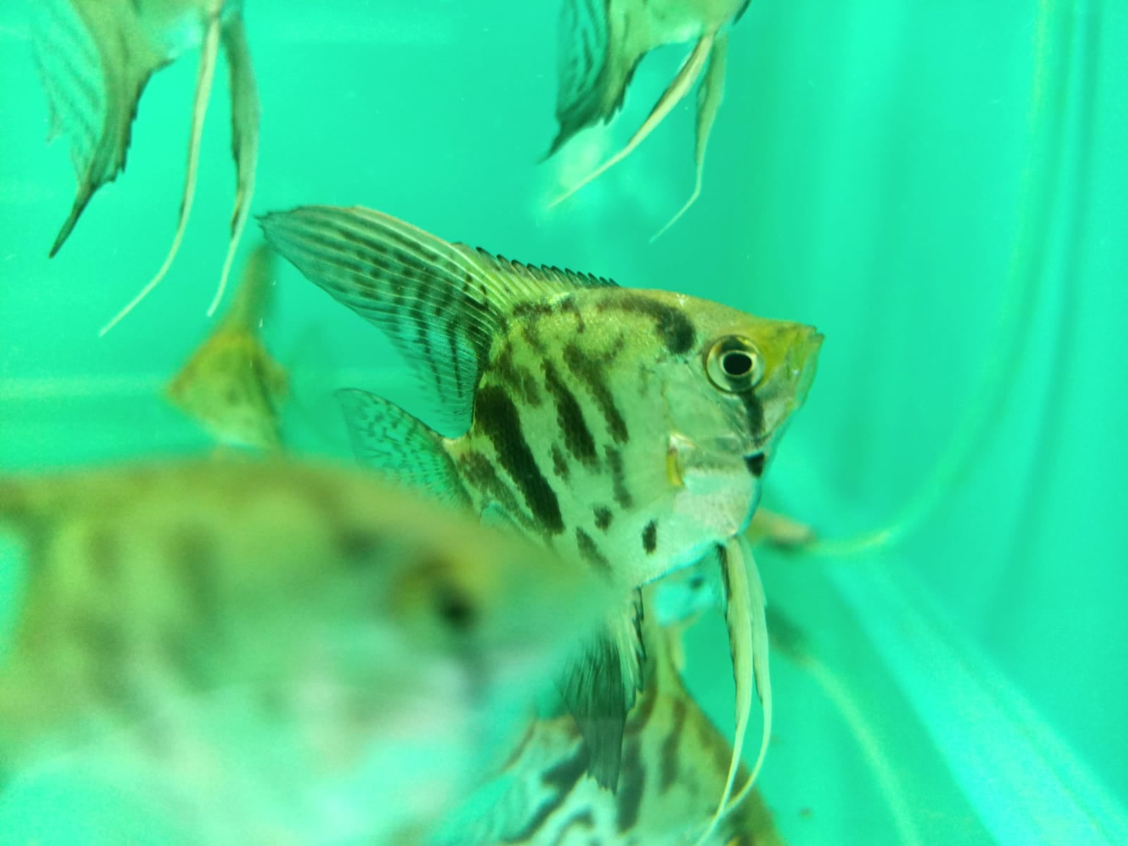 Blue Clown Angelfish ( AA-0015 )