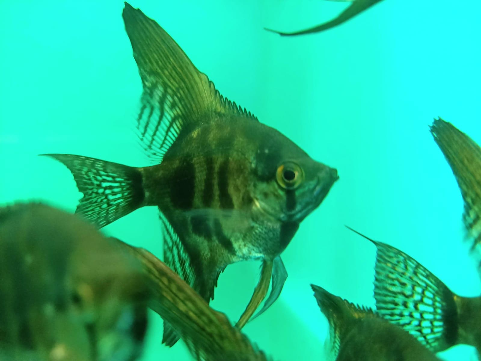 Black Clown Angelfish ( AA-0011 )