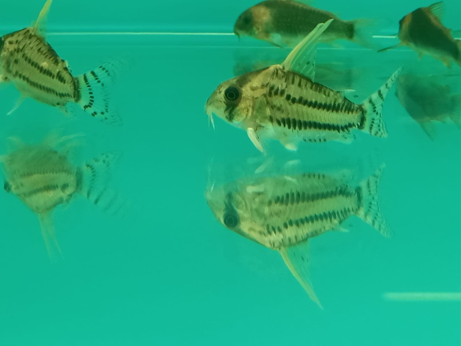 SCHWARTZS CORY ( SF-0701 )