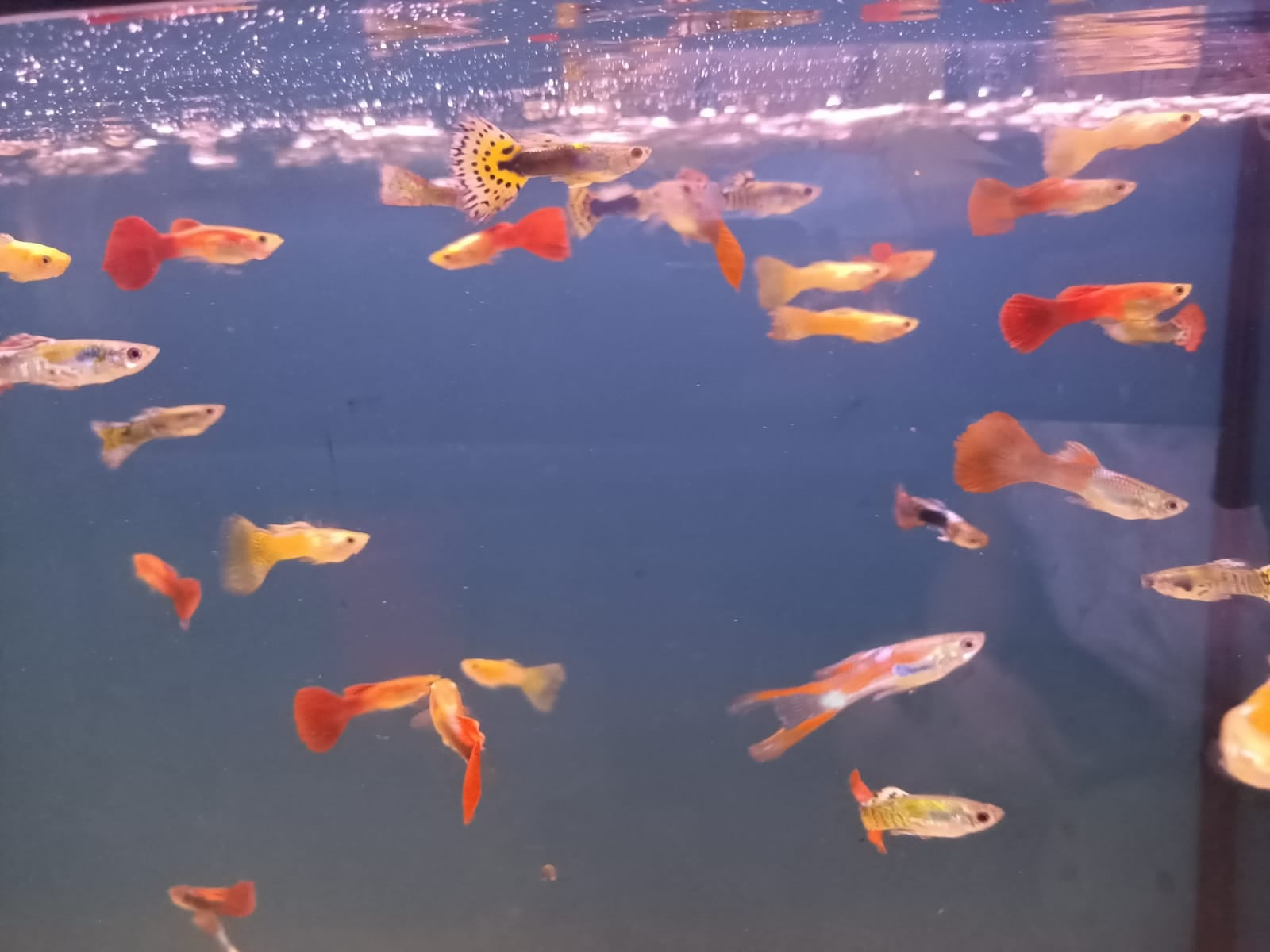 Assorted Guppy Male ( GP-0003 )