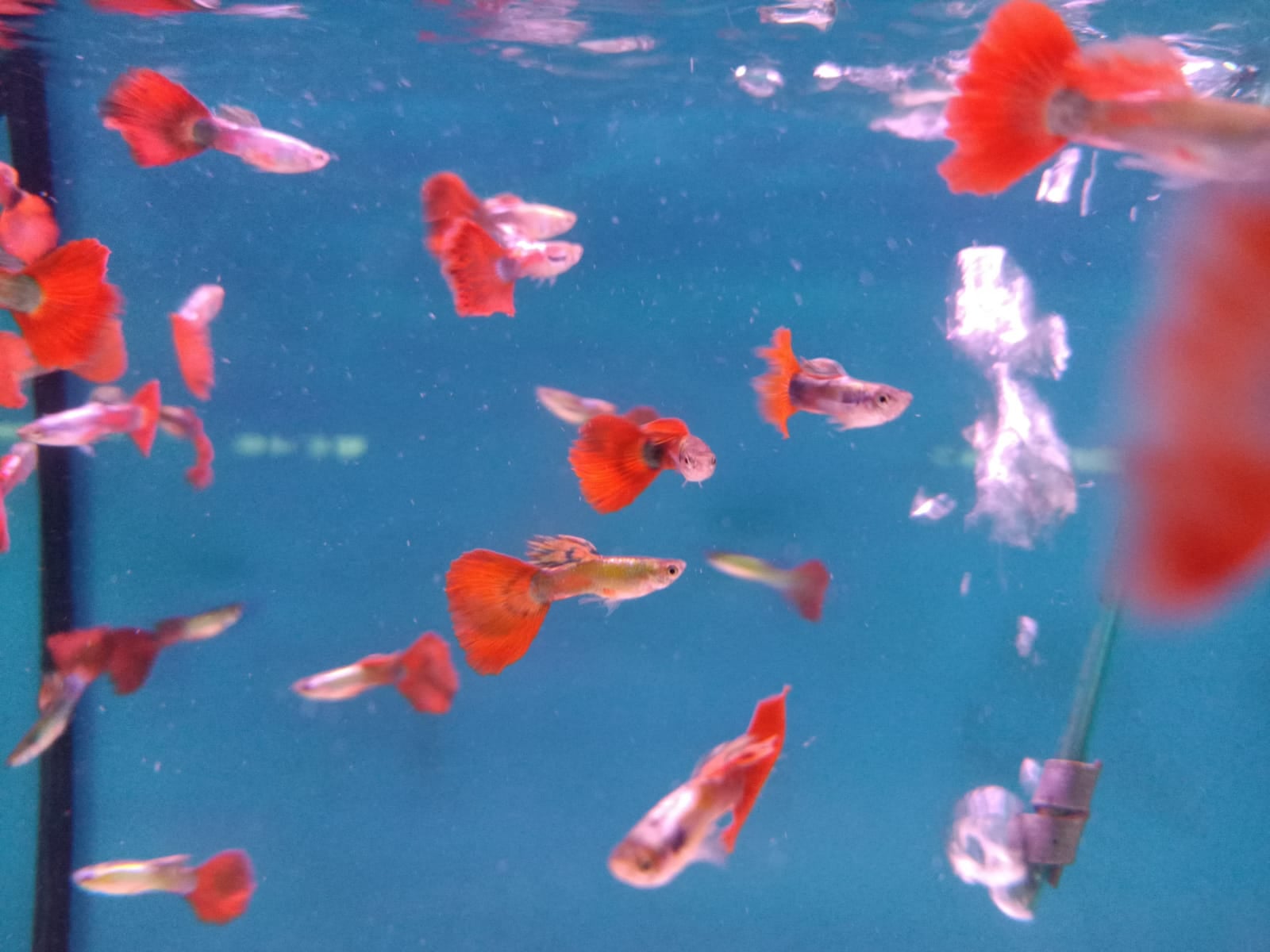 Red Tail Guppy Male ( GP-0003 )