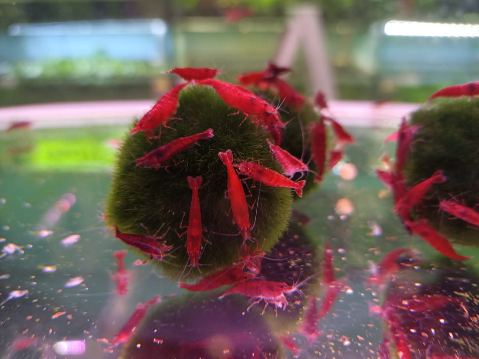 Bloody mary shrimp ( OO-5820 )