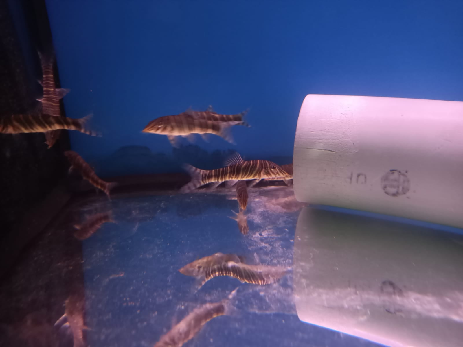 Botia Striata ( LK-0577 )