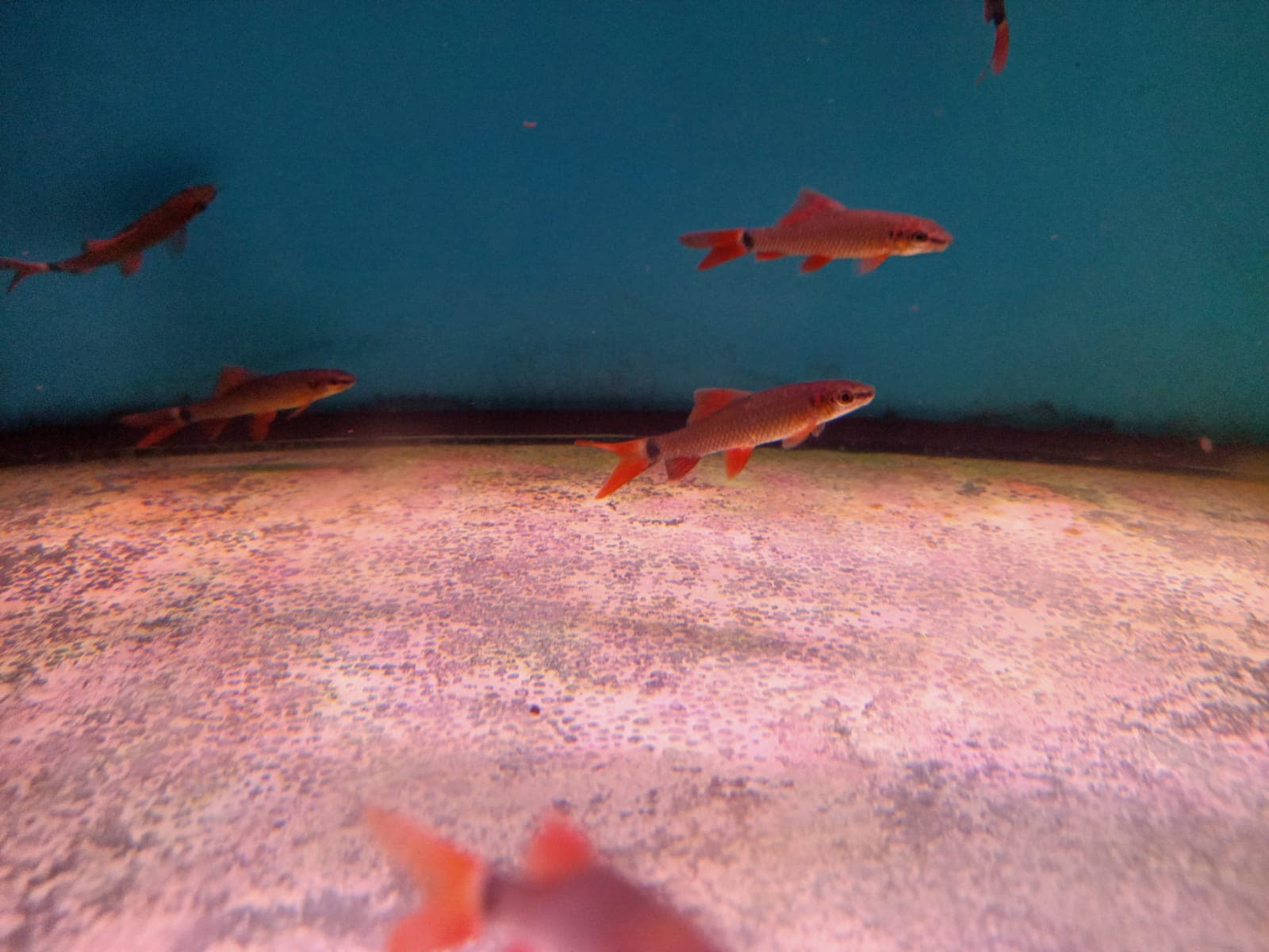 Rainbow Shark ( SH-0062 )