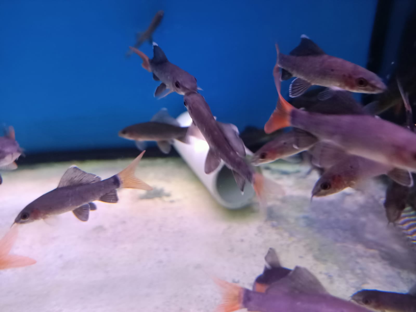 Red Tail Shark ( SH-0032 )