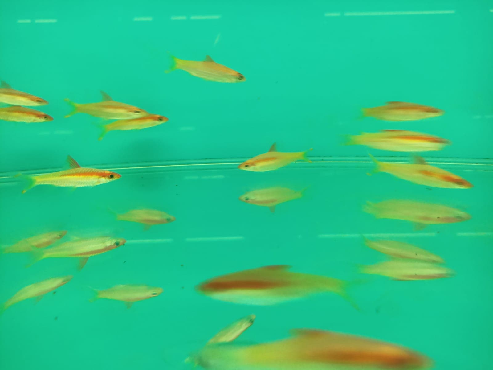 Golden Puntuis Denisonii ( OO-5971 )