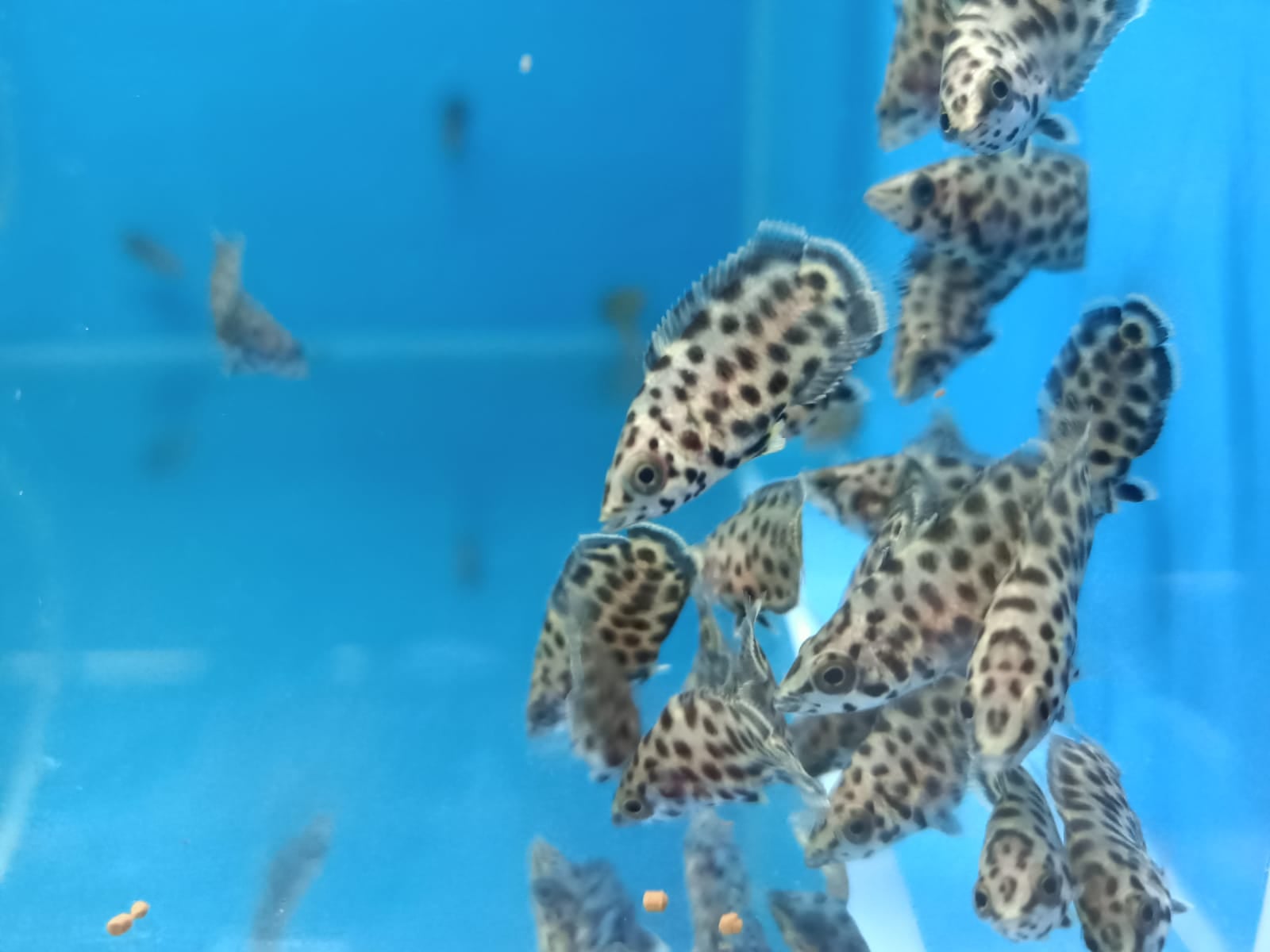 Leopard Ctenopoma ( SF-3321 )