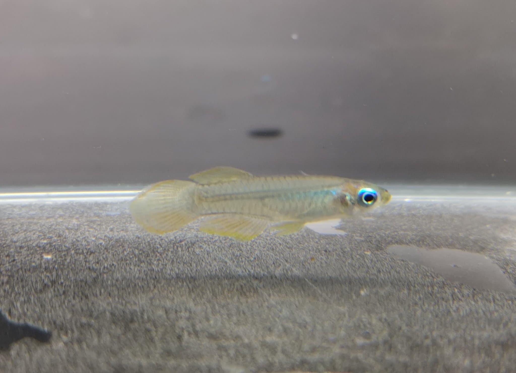 Normans lamp eye 1.5cm x 5 pc