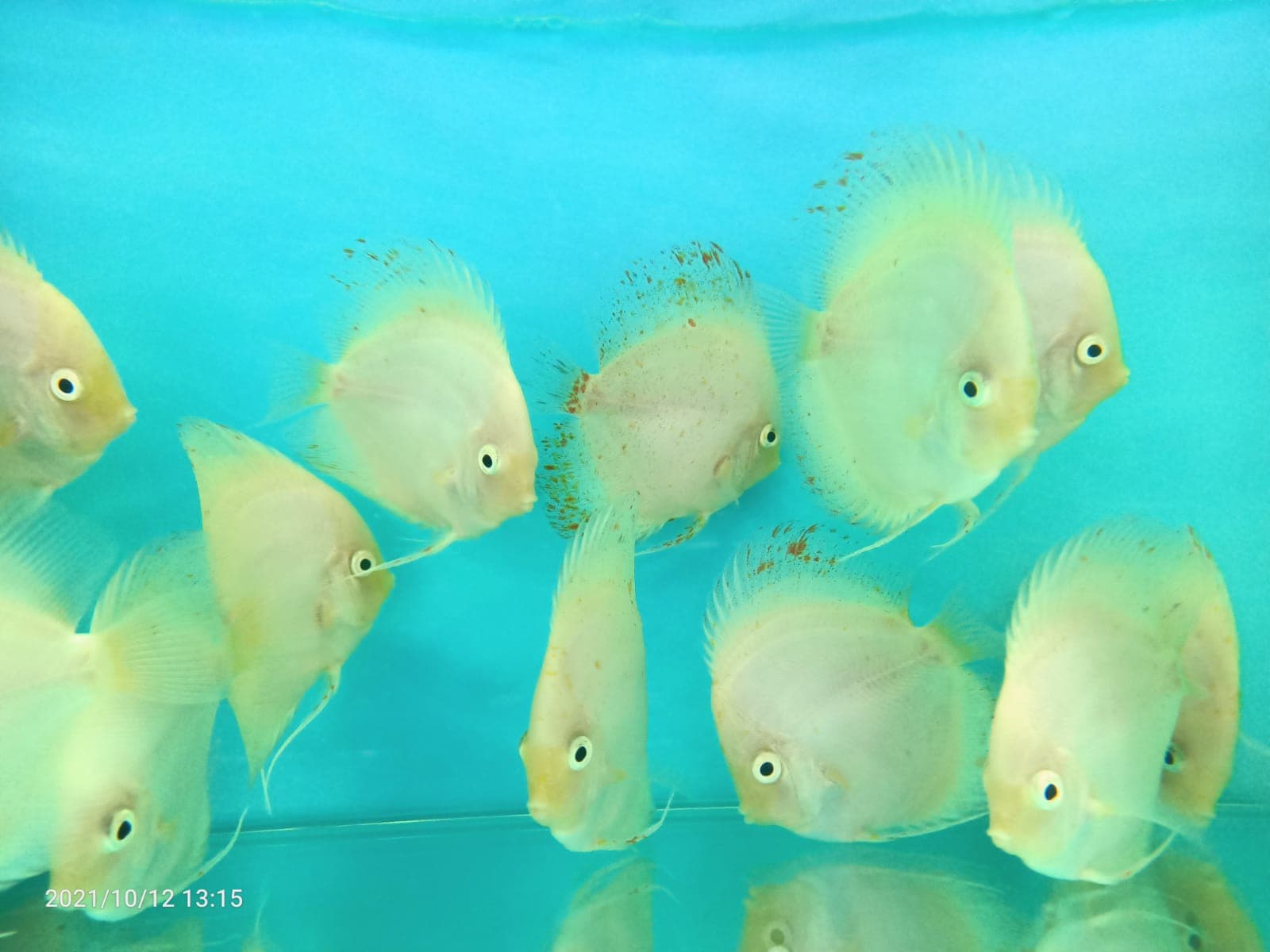 White Discus ( DD-1263 )