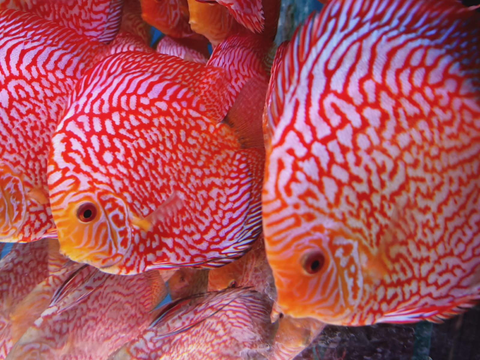 Pigeon Discus ( DD-1265 )