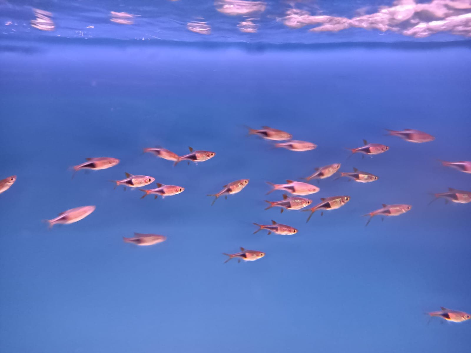 Rasbora Harlequin ( RA-0007 )