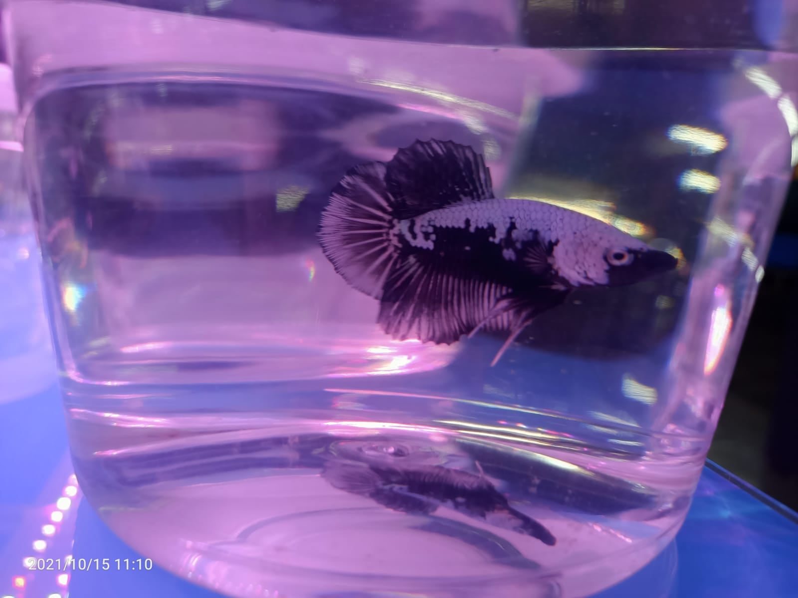 Samurai Black Betta ( BT-1004 )