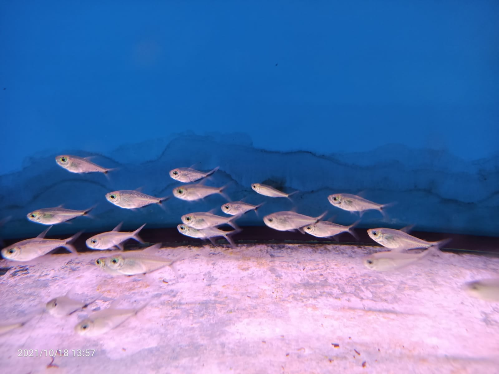 Moenkhausia Costae ( TT-1485 )