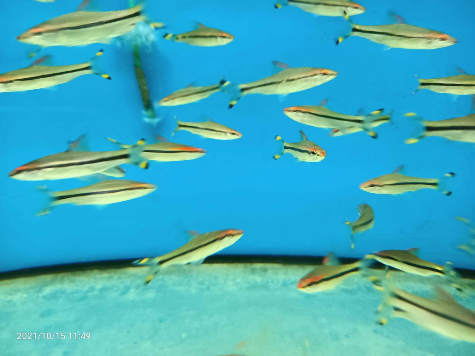 Puntius Denisonii ( OO-0681 )