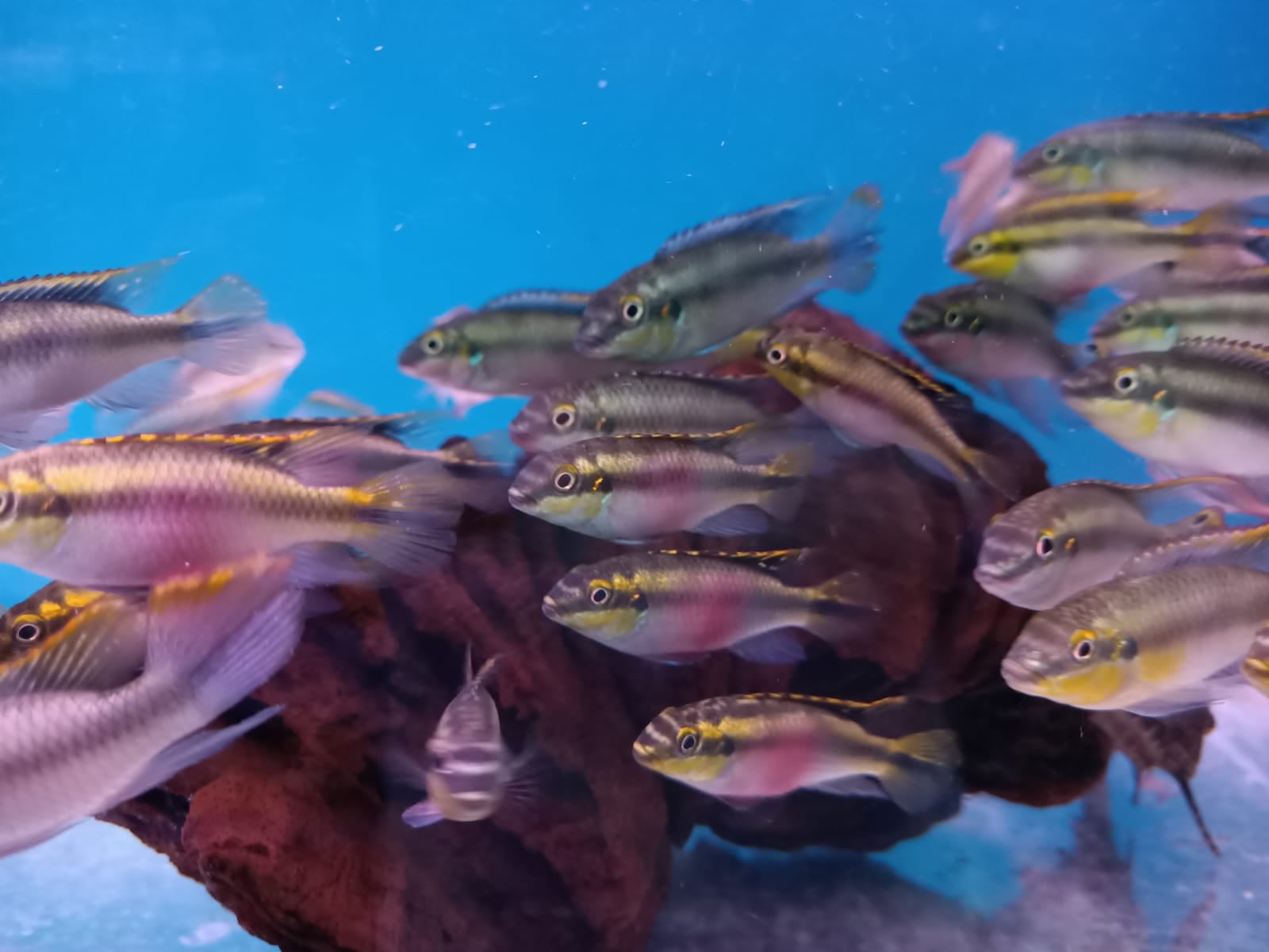 Dwarf Rainbow Cichlid (CC-0383 )