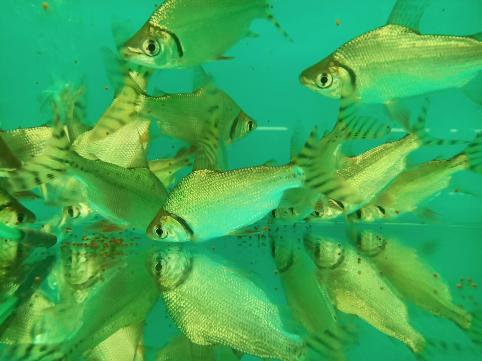 Red Tail Prochilodus ( SF-0262 )