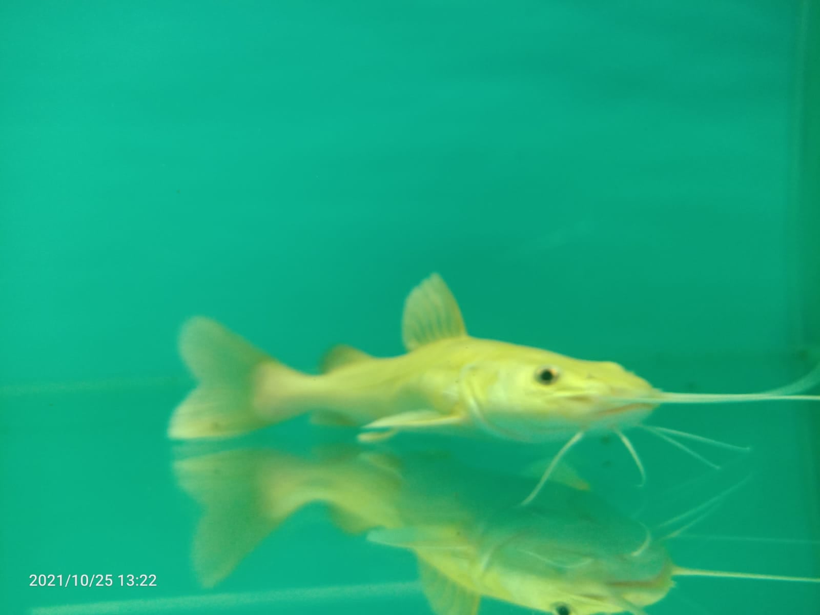 Platinum Red Tail Cat Fish